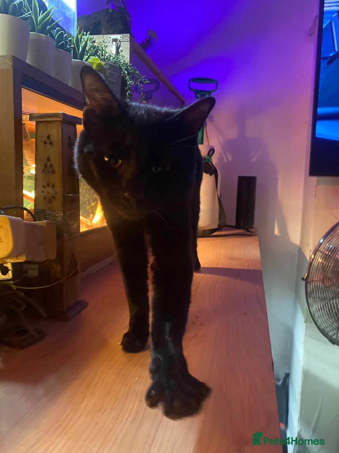 Domestic Shorthair cats for sale: Cat for sale - Advert 1
