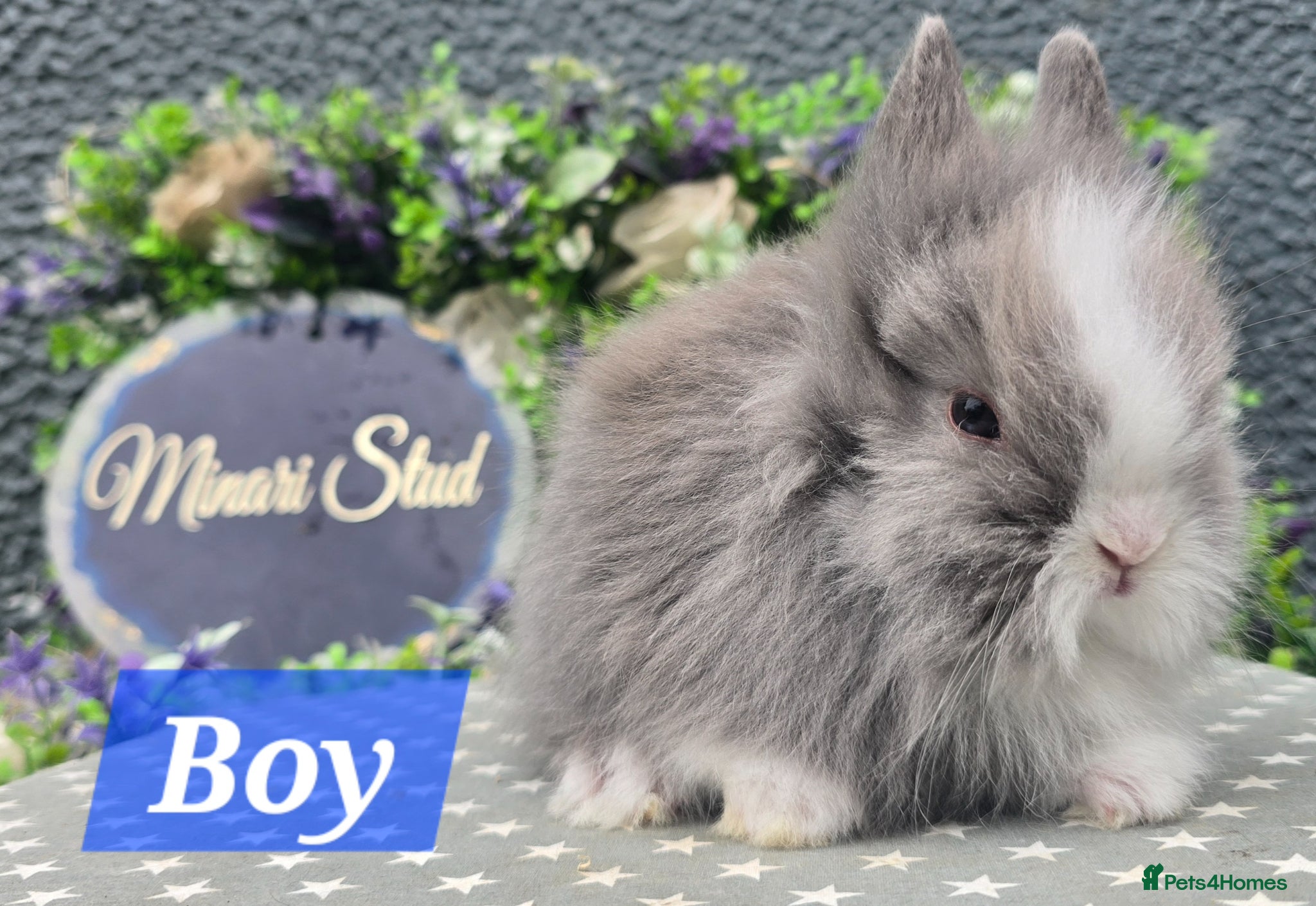 Lionhead rabbits Gorgeous Purebred Lionheads available  - Advert 5