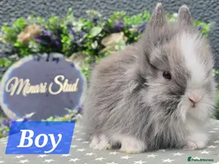 Lionhead rabbits Gorgeous Purebred Lionheads available - Advert 1