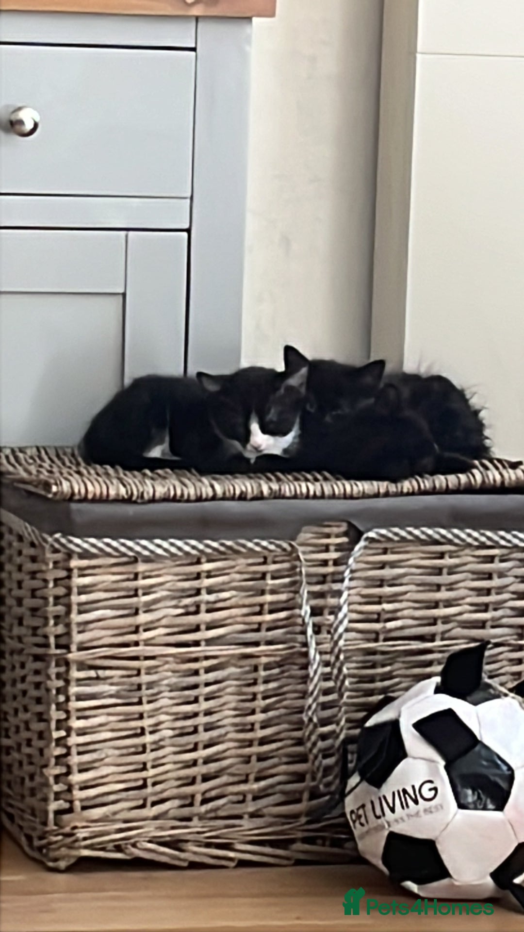 Mixed Breed cats for sale: 4 kittens ready to go now  - Image 1