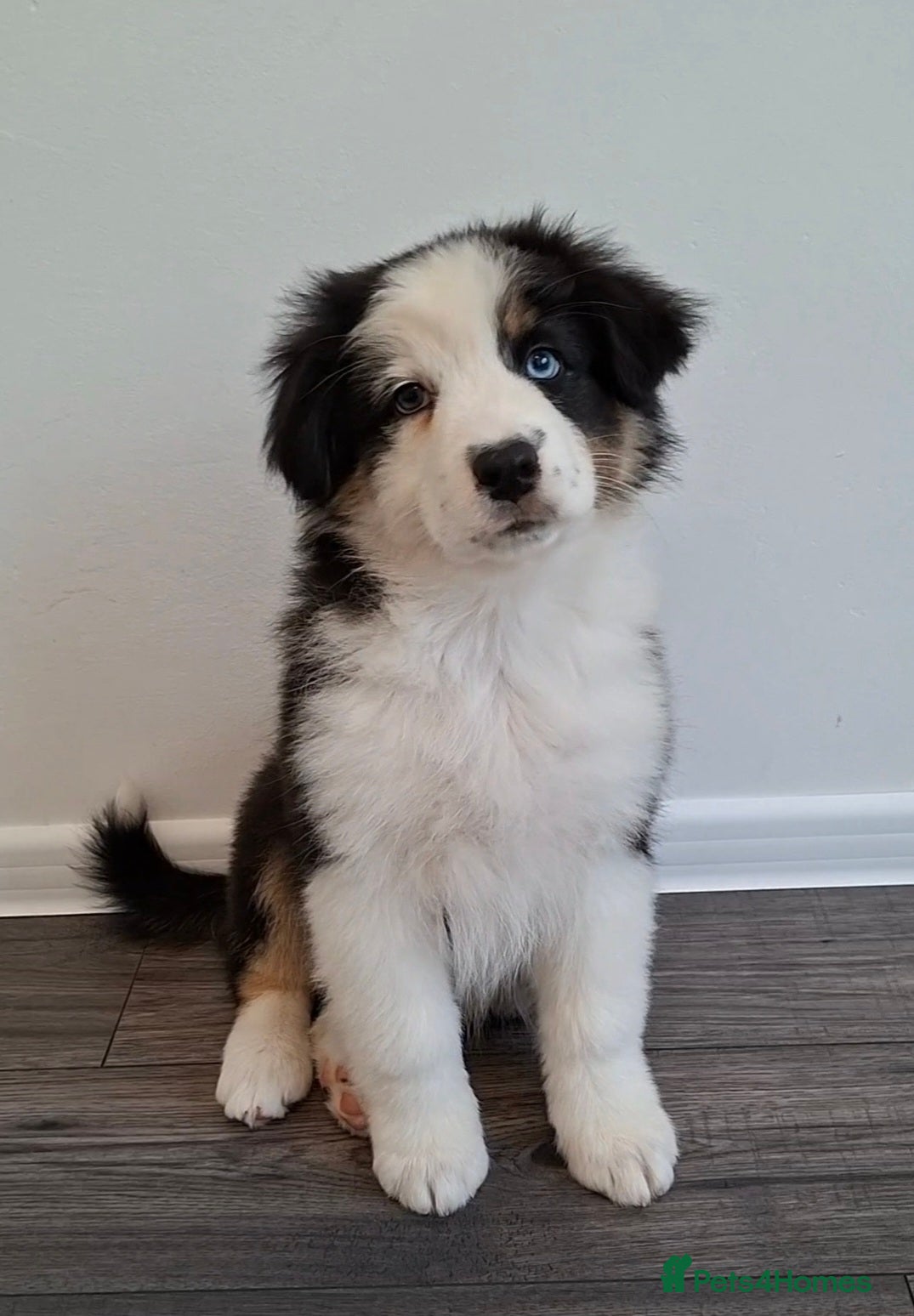 Australian Shepherd dogs ​🐾 Beautiful Australian Shepherd Puppies 🐾 - Advert 1