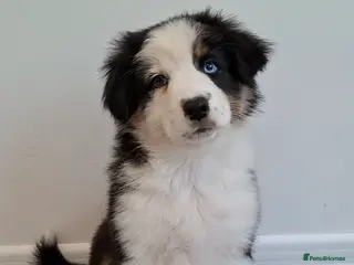 Australian Shepherd dogs 🐾 Beautiful Australian Shepherd Puppies 🐾 - Advert 2
