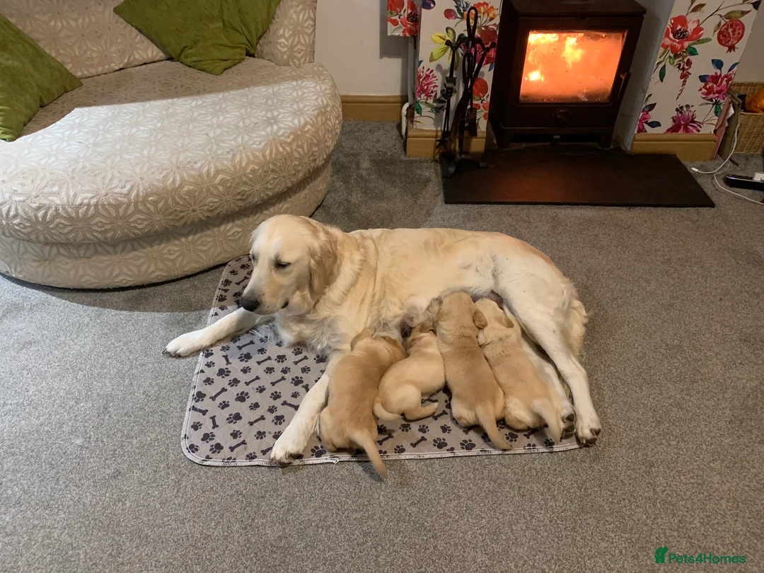 Golden Retriever dogs for sale: Beautiful Golden retrievers  - Advert 1