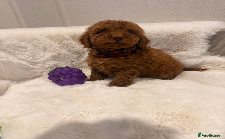 Mixed Breed dogs - Advert 2