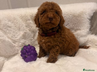 Mixed Breed dogs - Advert 16