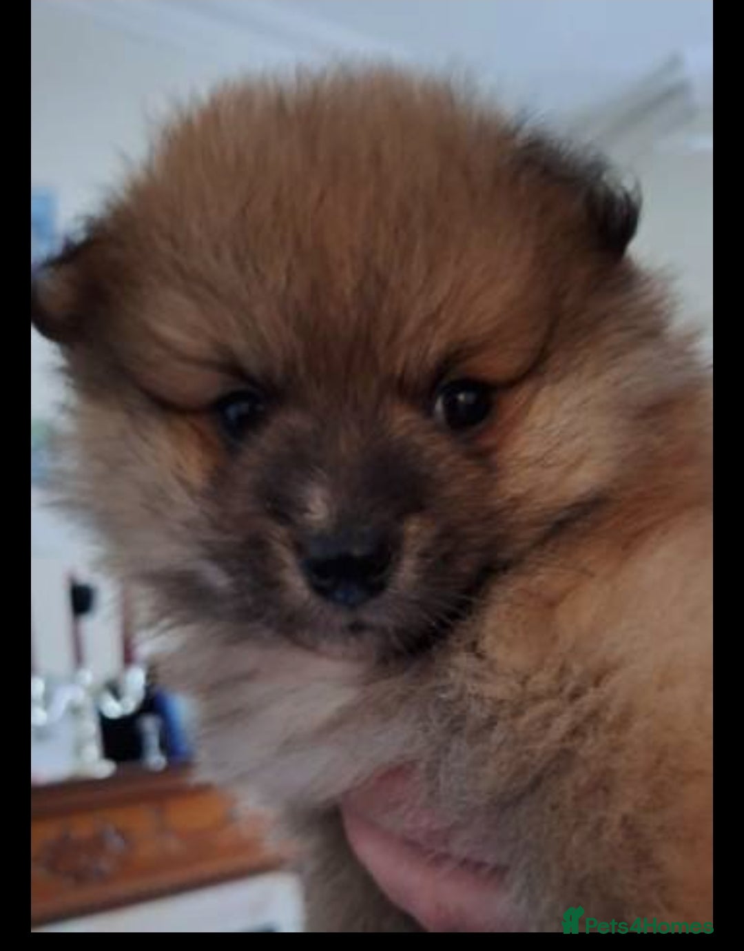 Pomeranian dogs for sale: Pomeranian boy, super fluffy! - Advert 2
