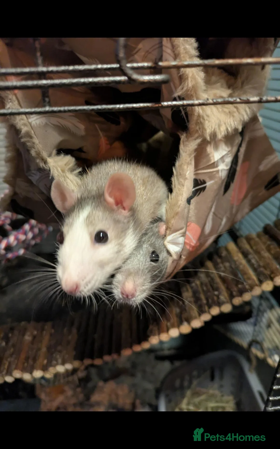 Rat rodents for sale: Single female rat in Rugby - Advert 2