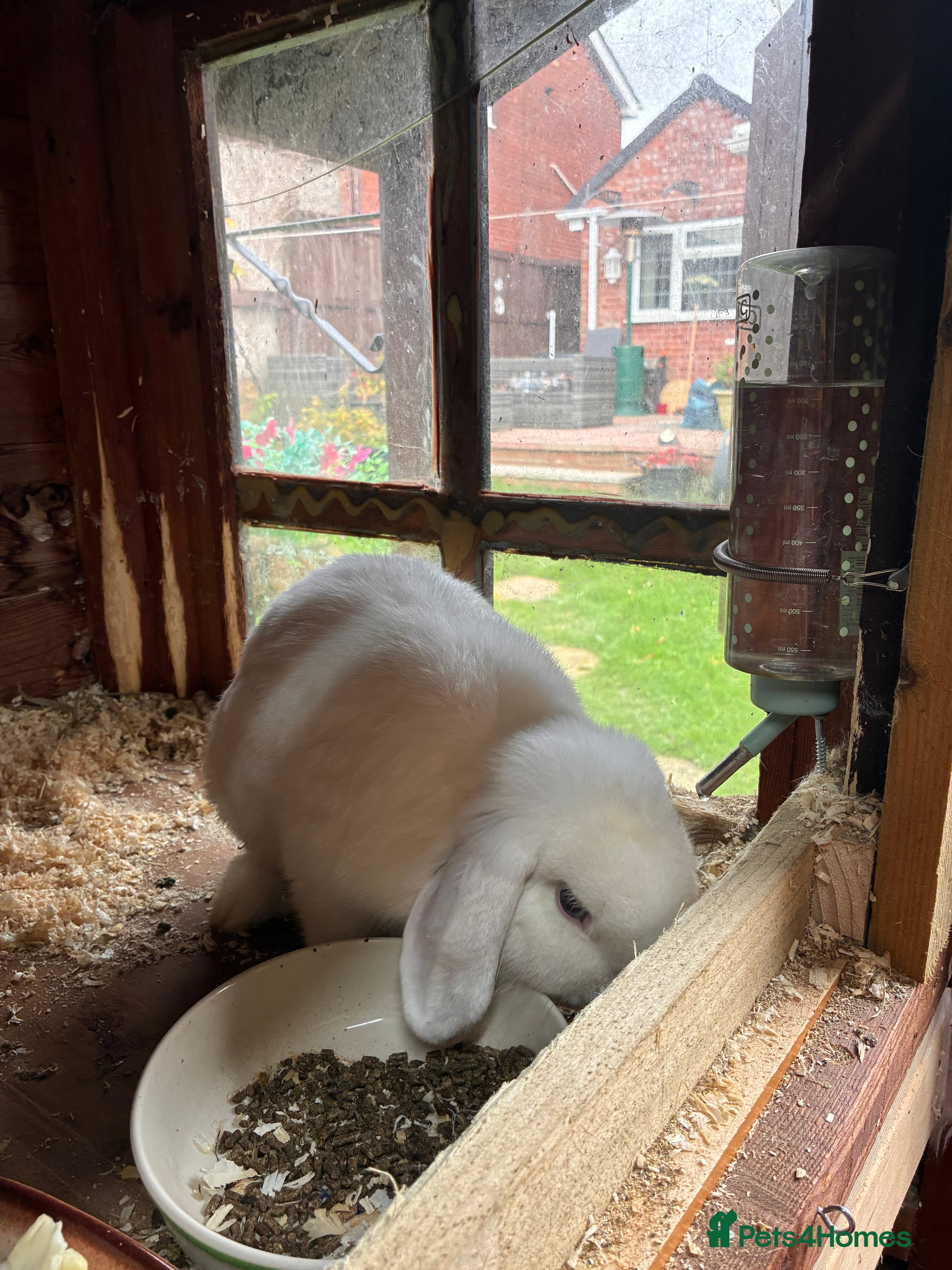 Dwarf Lop rabbits Dwarf lop eared - Advert 17