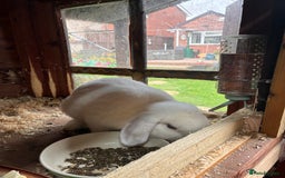 Dwarf Lop rabbits for sale: Dwarf lop eared - Image 1