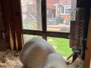 Dwarf Lop rabbits for sale - Advert 1