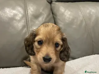 Miniature Dachshund dogs Longhaired cream BOY - Advert 2