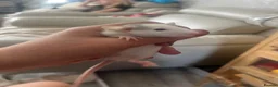 Rat rodents for sale: Baby dumbo rats  in Grantham - Advert 7