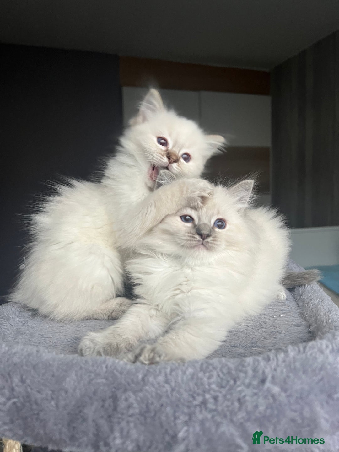 Ragdoll cats for sale: GCCF Ragdoll kittens for sale - Advert 2