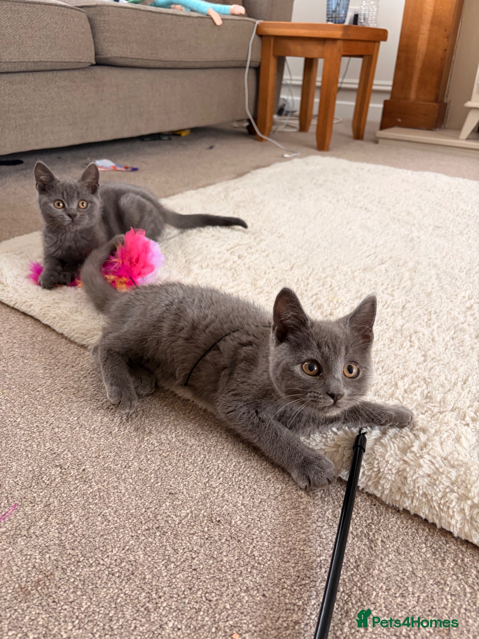 British Shorthair cats 2 blue BSH kittens Ready Now - Advert 1