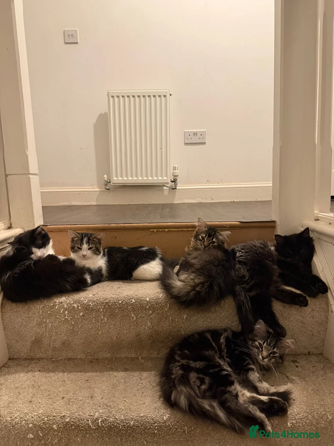 Mixed Breed cats for sale: Litter of 5 ragdoll tabby mixes  - Advert 2
