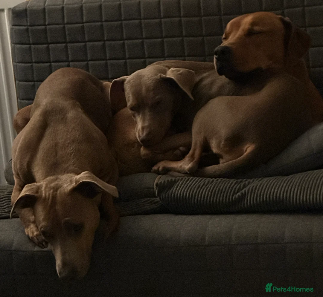 Mixed Breed dogs for sale: Doberman and Doberman x staffy  - Advert 7