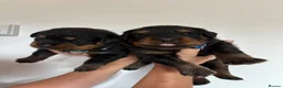 Rottweiler dogs for sale: KC Registered Rottweiler Puppies - Advert 5