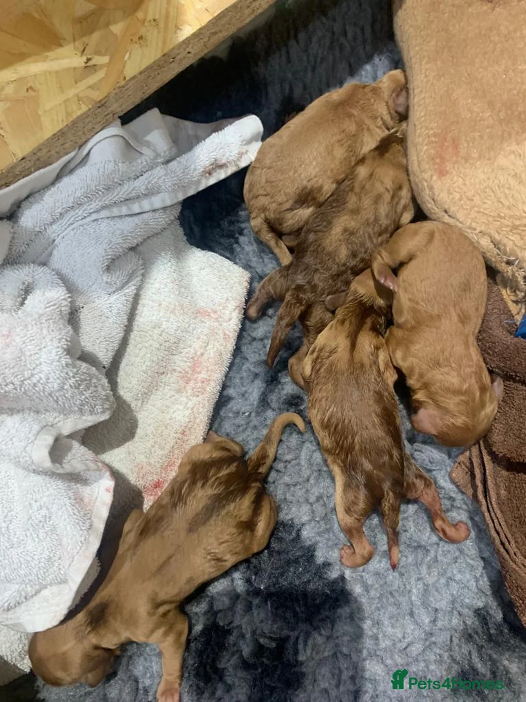 Cavapoo dogs for stud: NOW PROVEN Fully health tested cavapoo for stud in Ilkeston - Advert 7