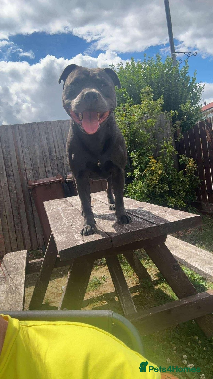 Staffordshire Bull Terrier dogs Male blue staffy  - Advert 15