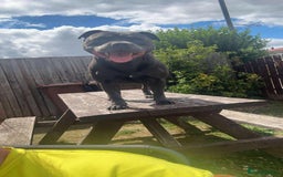 Staffordshire Bull Terrier dogs for sale: Male blue staffy  - Image 1