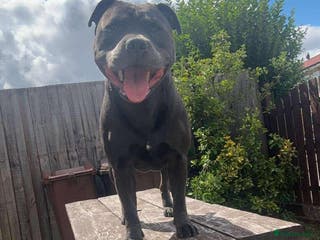 Staffordshire Bull Terrier dogs Male blue staffy - Advert 9