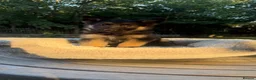 German Shepherd dogs for sale: Beautiful German Shepherd Puppies - Advert 7
