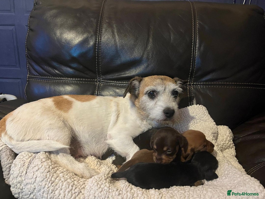 Mixed Breed dogs for sale: Miniature Dachshund x small Jack russel - Image 4