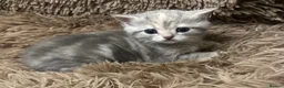 British Shorthair cats for sale: Stunning furr baby 😻 - Advert 4