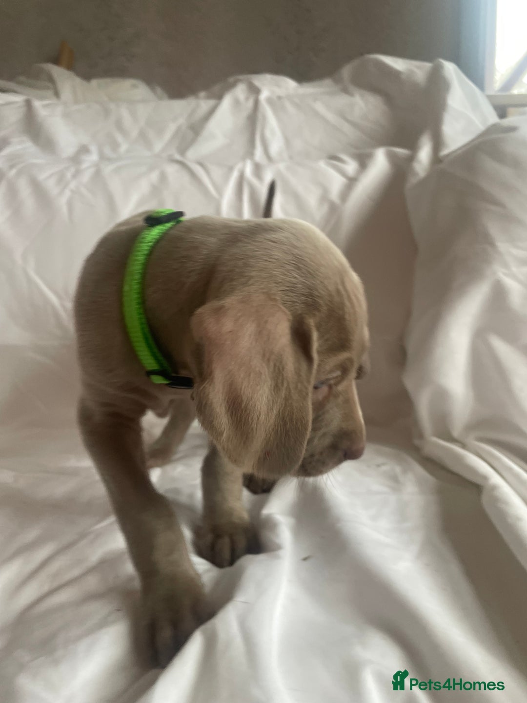Weimaraner dogs for sale: KC registered Silver puppies - Advert 21