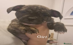 Mixed Breed dogs for sale: Frenchie cross Staffie Pups - Image 10
