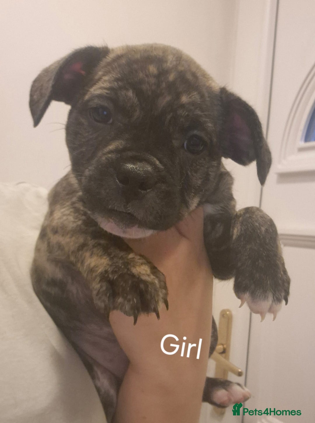 Mixed Breed dogs for sale: Frenchie cross Staffie Pups - Image 10