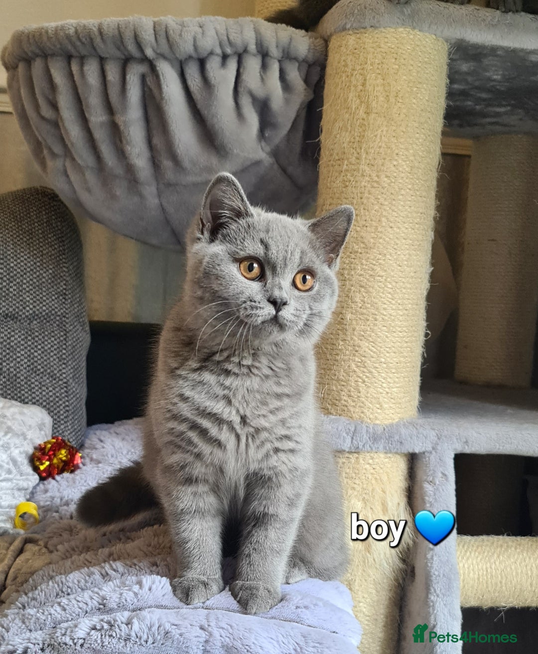 British Shorthair cats for sale: GCCF Lilac Blue & Bicolor quality BSH kittens  - Image 9