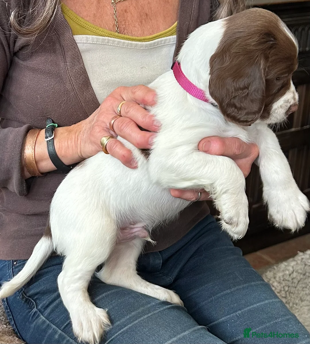 Springador dogs for sale: Meet the Family - Advert 2