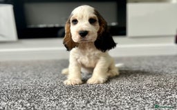 Cocker Spaniel dogs for sale: Kc registered Show cocker spaniels - Image 17