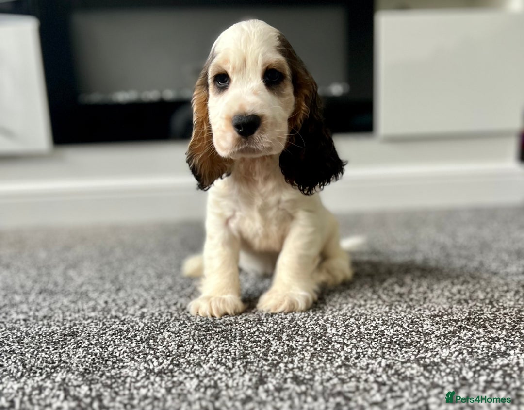 Cocker Spaniel dogs for sale: Kc registered Show cocker spaniels - Image 17