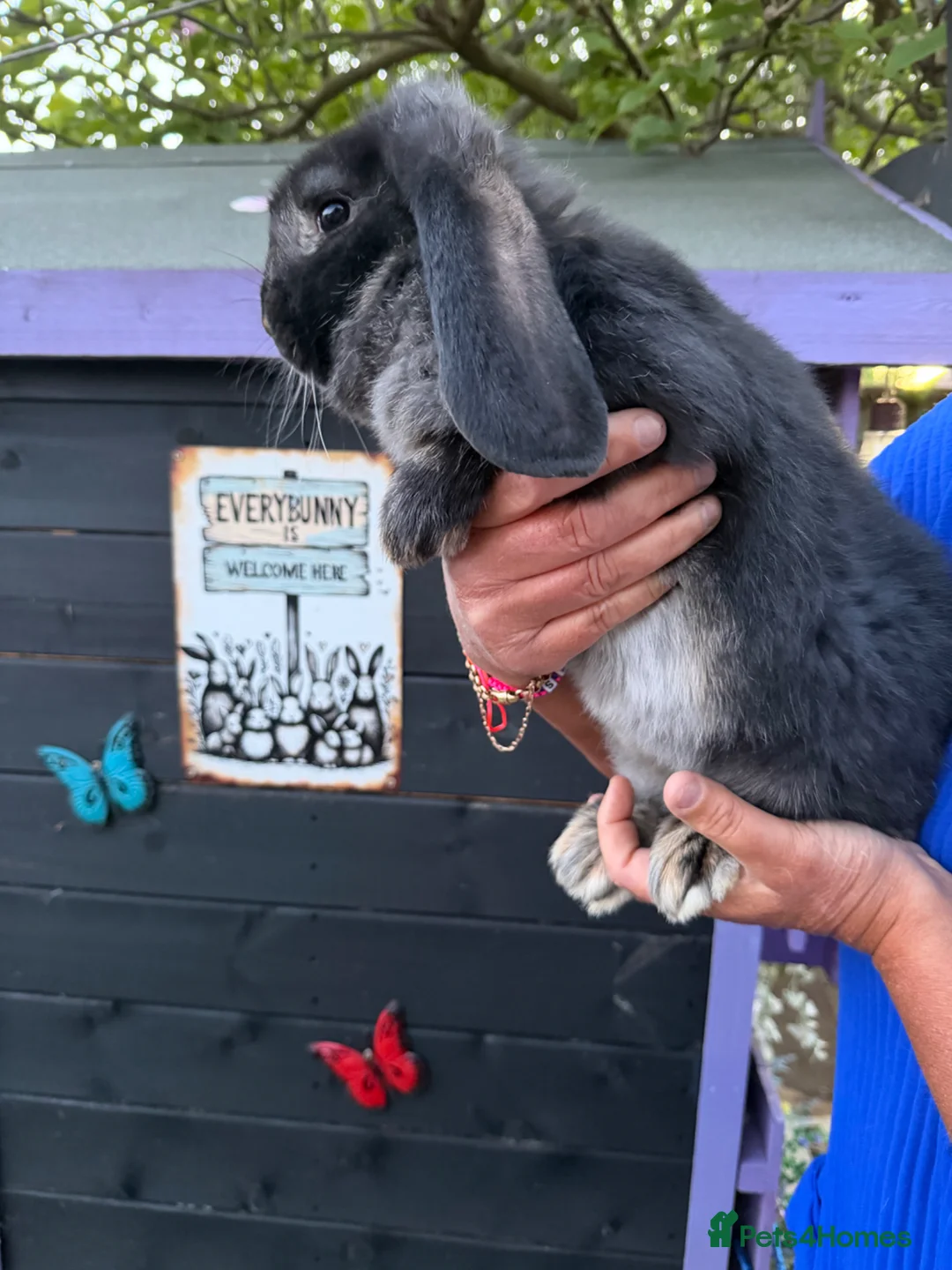 French Lop rabbits for sale: French lop male 10 weeks  - Advert 3