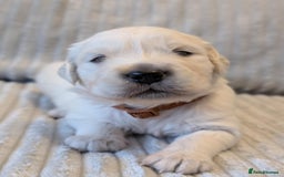Golden Retriever dogs for sale: Golden Retriever KC - Image 8