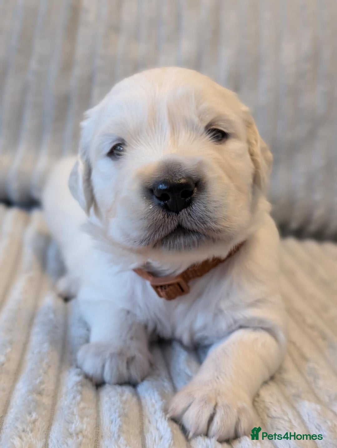 Golden Retriever dogs for sale: Golden Retriever KC - Image 8