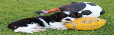 Pugalier