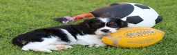 Mixed Breed dogs for sale: Playful Pugalier puppies for sale!  - Advert 35