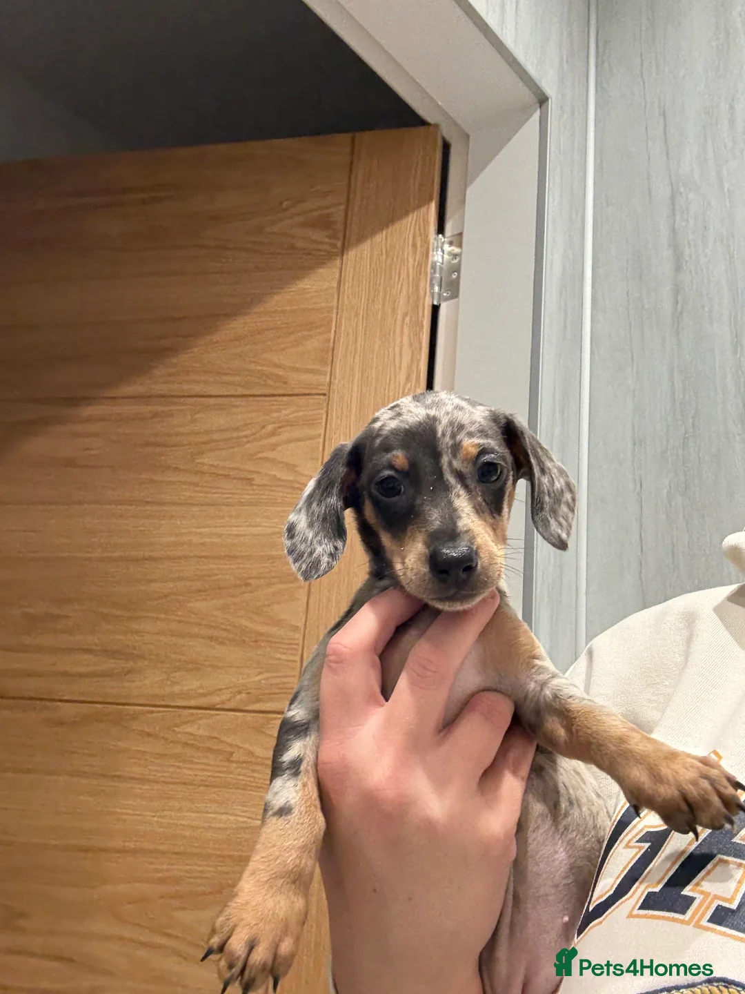Dachshund dogs for sale: Dachshund puppies  - Advert 2