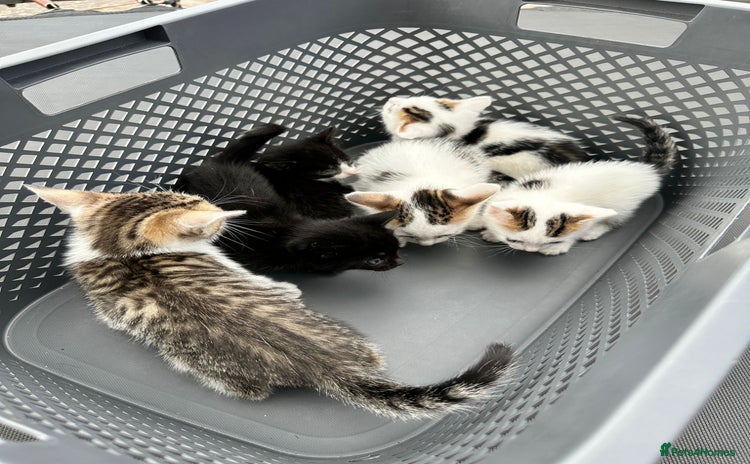 Domestic Shorthair cats - Advert 1