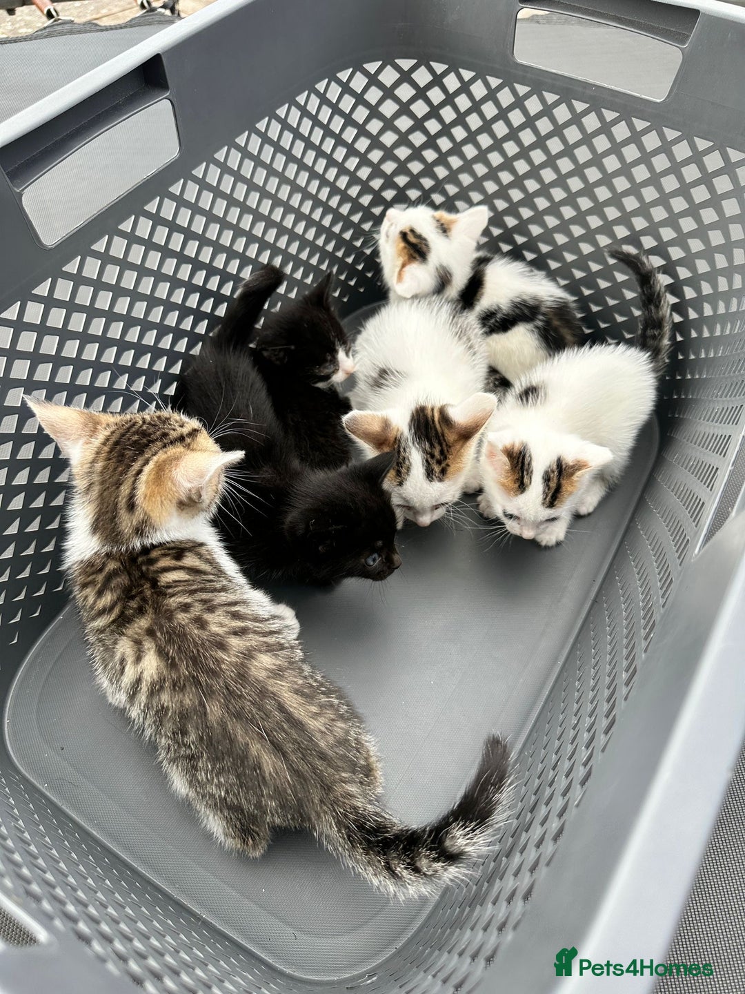 Domestic Shorthair cats for sale: 4 Domestic Shorthair Kittens  - Image 1