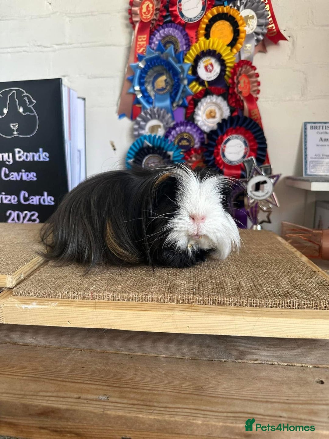Guinea Pig rodents for sale: Lots of Guinea Pigs Always available!  - Image 30