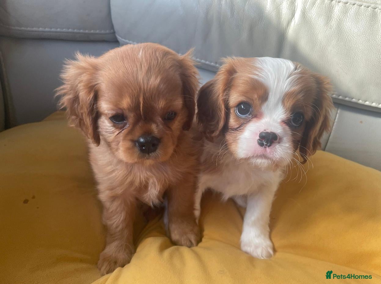 Cavalier King Charles Spaniel dogs Beautiful Ruby & Blenheim Cavalier King Charles - Advert 16