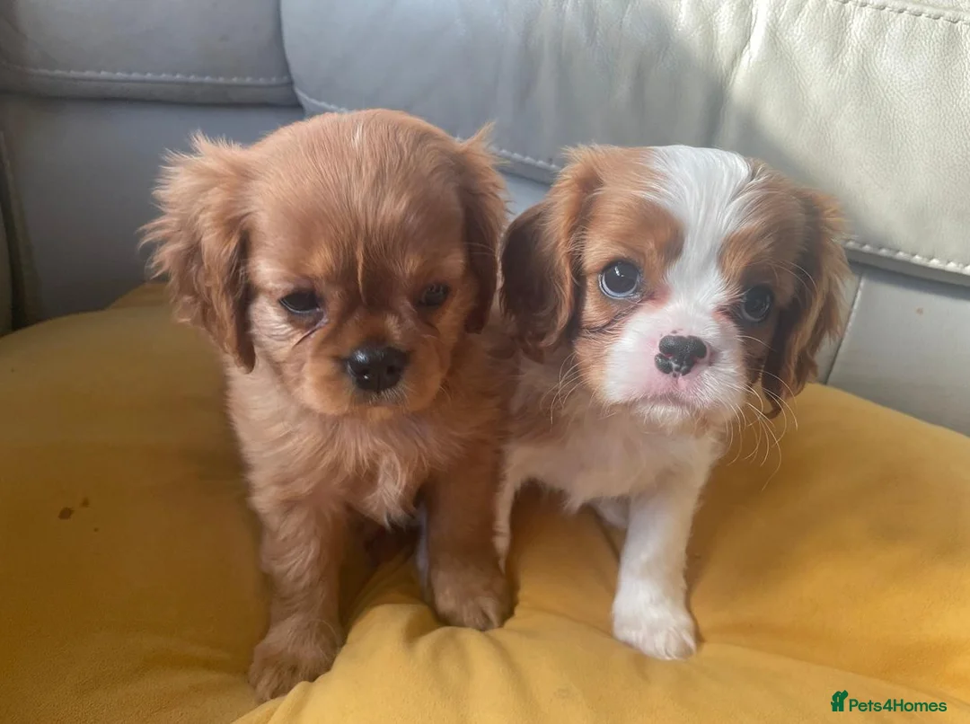 Cavalier King Charles Spaniel dogs for sale: Beautiful Ruby & Blenheim Cavalier King Charles - Advert 1