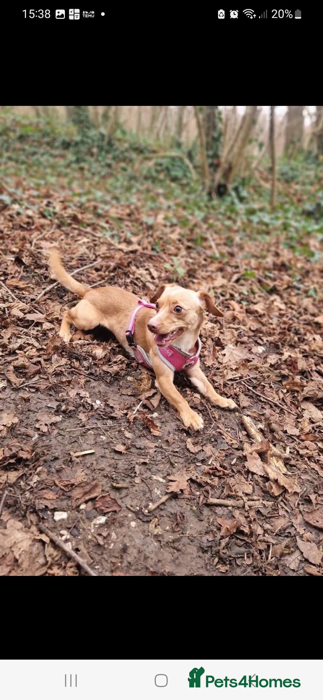 Mixed Breed dogs for sale: Trixie for sale 2year old - Advert 2