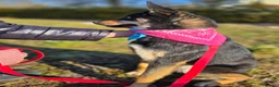 Mixed Breed dogs for adoption: ❤️🐶 CHLOE – THE KIND OF DOG EVERYONE DREAMS OF in Swindon - Advert 14
