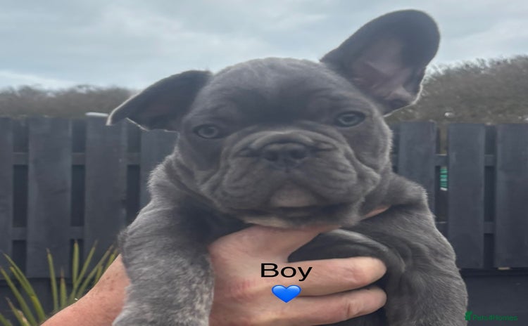 French Bulldog dogs - Advert 2