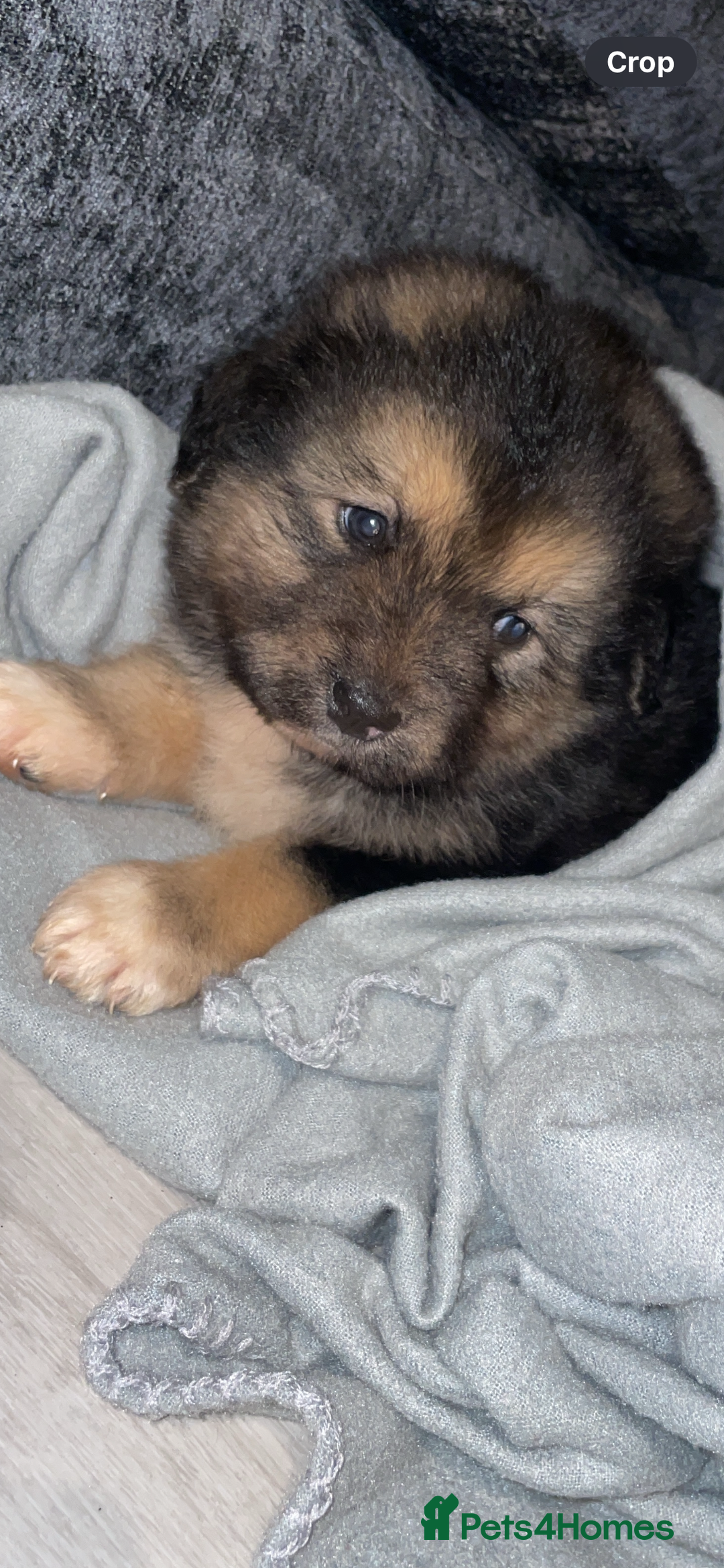 Mixed Breed dogs for sale: *only 1 male left* Malkita puppies 4 boys - Advert 20